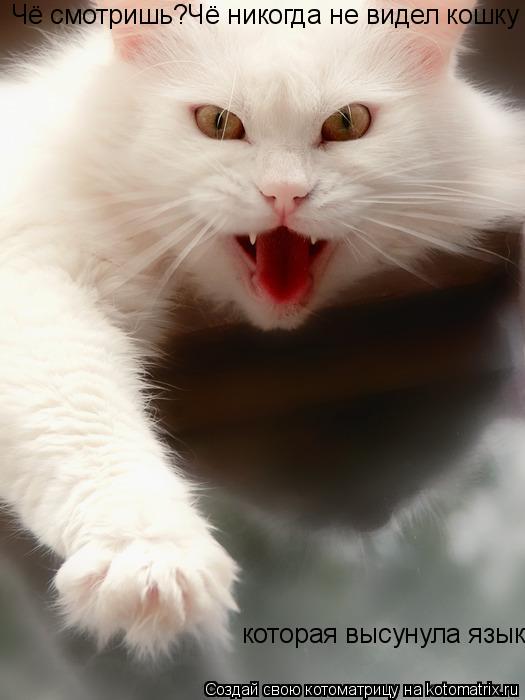 Чё смотришь?Чё никогда не видел кошку которая высунула язык? которая высунула язык?... Котоматрица: Чё смотришь?Чё никогда не видел кошку которая высунула язык? которая высунула язык?