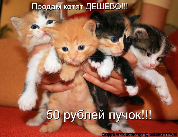 Продам котят ДЕШЕВО!!! 50 рублей пучок!!!... Котоматрица: Продам котят ДЕШЕВО!!! 50 рублей пучок!!!