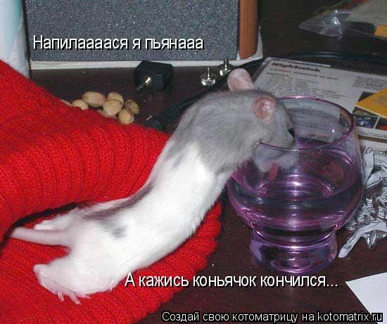Котоматрица: Напилаааася я пьянааа А кажись коньячок кончился...