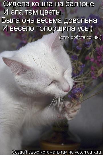 Котоматрица: Сидела кошка на балконе И ела там цветы, Была она весьма довольна И весело топорщила усы) (стих собств.сочин.)