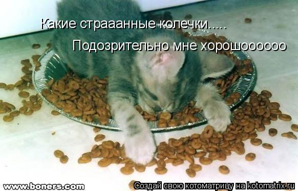 Котоматрица: Какие страаанные колечки..... Подозрительно мне хорошоооооо