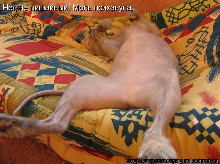 Нет, не лишайный! Моль психанула...... Котоматрица: Нет, не лишайный! Моль психанула...