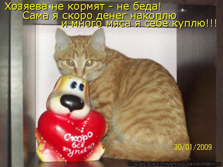 Хозяева не кормят - не беда! Сама я скоро денег накоплю и много мяса я себе куплю!!!... Котоматрица: Хозяева не кормят - не беда! Сама я скоро денег накоплю и много мяса я себе куплю!!!