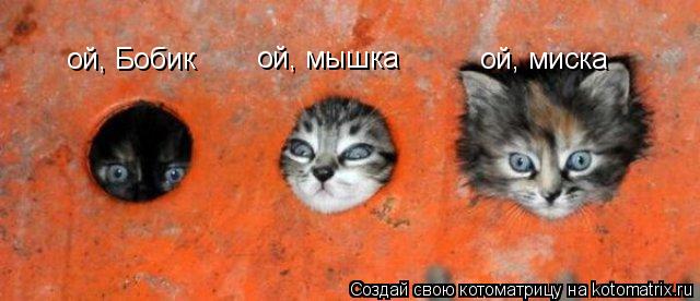 Котоматрица: ой, Бобик ой, мышка ой, миска