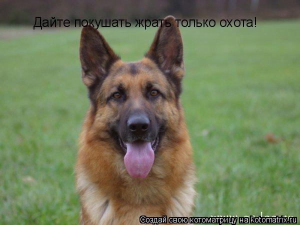 Дайте покушать жрать только охота!... Котоматрица: Дайте покушать жрать только охота!