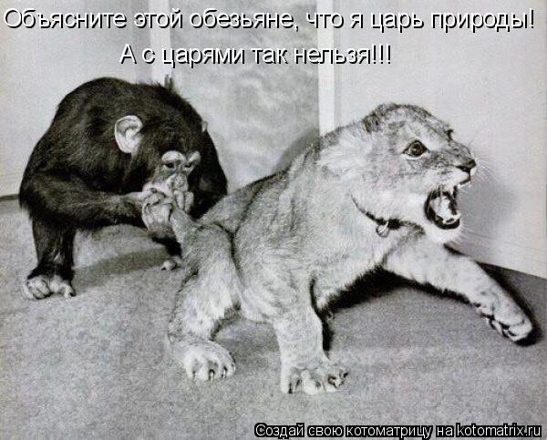 Объясните этой обезьяне, что я царь природы! А с царями так нельзя!!!... Котоматрица: Объясните этой обезьяне, что я царь природы! А с царями так нельзя!!!