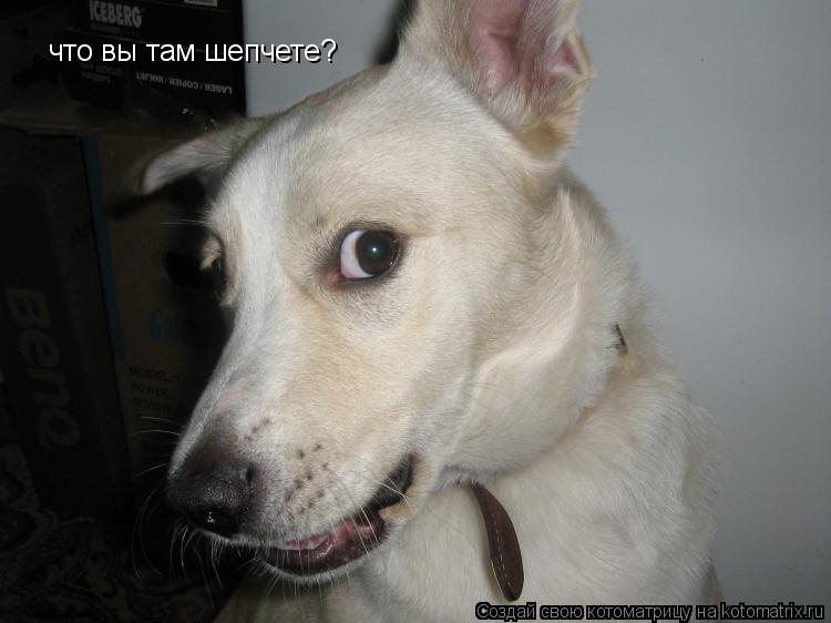 что вы там шепчете?... Котоматрица: что вы там шепчете?