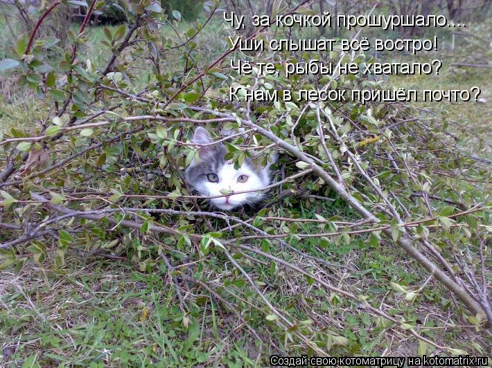 Чу, за кочкой прошуршало.... Уши слышат всё востро! Чё те, рыбы не хватало? К нам в лесок пришёл почт... Котоматрица: Чу, за кочкой прошуршало.... Уши слышат всё востро! Чё те, рыбы не хватало? К нам в лесок пришёл почто?