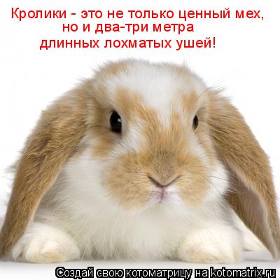 Кролики - это не только ценный мех, но и два-три метра длинных лохматых ушей!... Котоматрица: Кролики - это не только ценный мех, но и два-три метра длинных лохматых ушей!