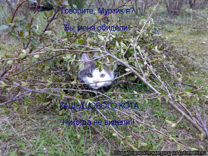 Говорите, Мурзик я? Вы меня обидели! КАШЫШОВОГО КОТА Никогда не видели!!... Котоматрица: Говорите, Мурзик я? Вы меня обидели! КАШЫШОВОГО КОТА Никогда не видели!!