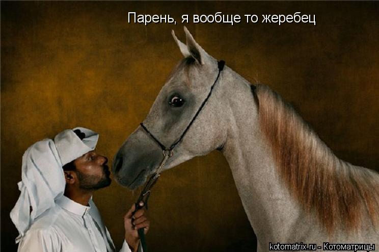 Парень, я вообще то жеребец... Котоматрица: Парень, я вообще то жеребец