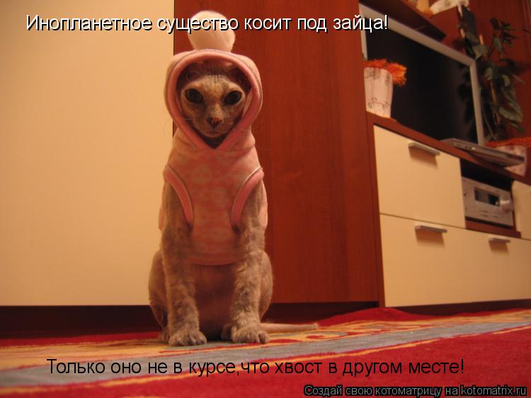Инопланетное существо косит под зайца! Только оно не в курсе,что хвост в другом месте!... Котоматрица: Инопланетное существо косит под зайца! Только оно не в курсе,что хвост в другом месте!