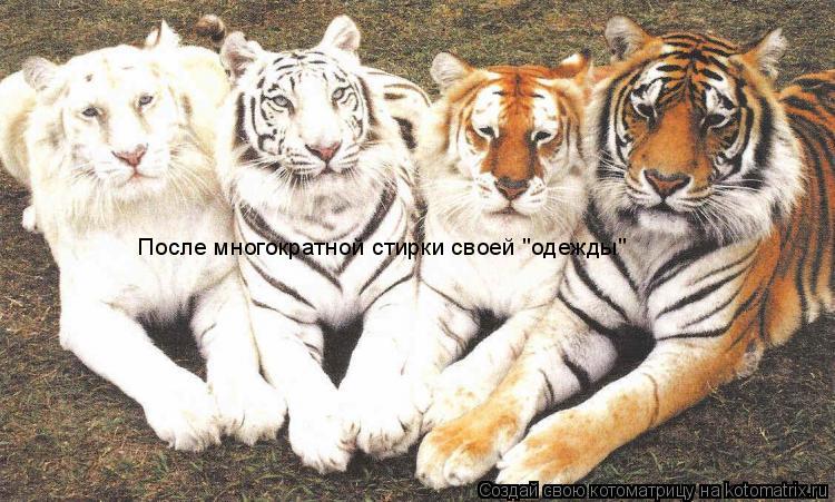 После многократной стирки своей "одежды" После многократной стирки своей "одежды"... Котоматрица: После многократной стирки своей "одежды" После многократной стирки своей "одежды"