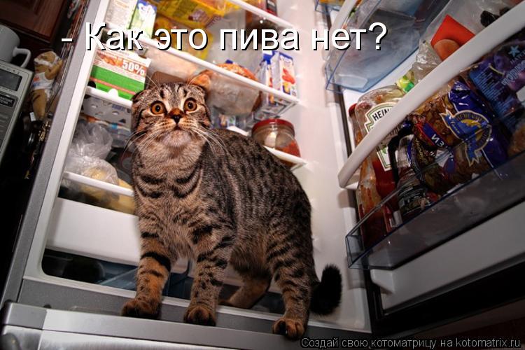 - Как это пива нет?... Котоматрица: - Как это пива нет?