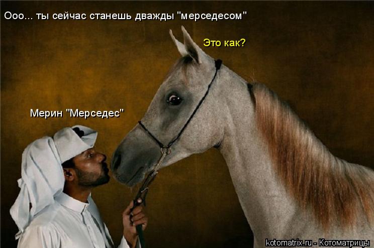 Котоматрица: Это как? Мерин "Мерседес" Ооо... ты сейчас станешь дважды "мерседесом"