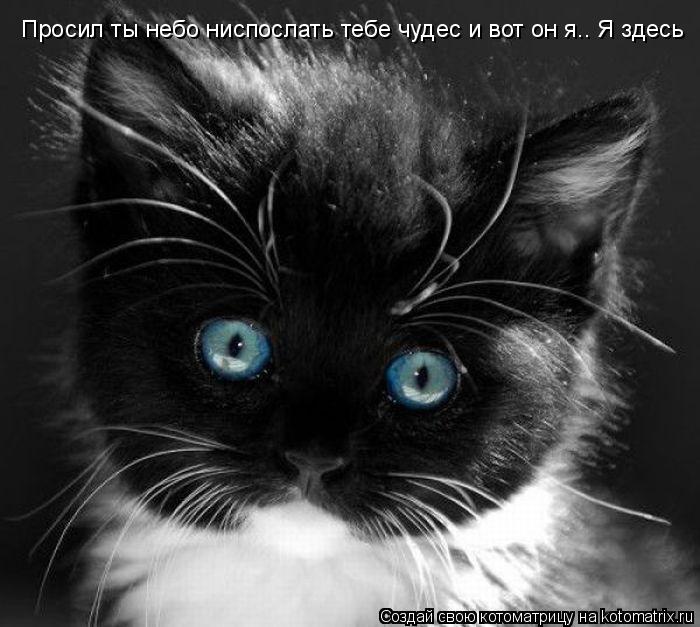 Котоматрица: Просил ты небо ниспослать тебе чудес и вот он я.. Я здесь