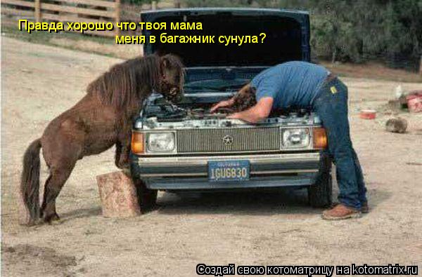 Правда хорошо что твоя мама меня в багажник сунула?... Котоматрица: Правда хорошо что твоя мама меня в багажник сунула?
