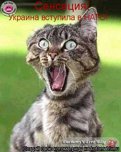 Сенсация! Украина вступила в НАТО!... Котоматрица: Сенсация! Украина вступила в НАТО!