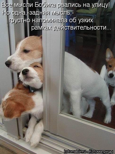 Все мысли Бобика рвались на улицу! Но одна,-задняя мысль,- грустно напоминала об узких рамках действи... Котоматрица: Все мысли Бобика рвались на улицу! Но одна,-задняя мысль,- грустно напоминала об узких рамках действительности...