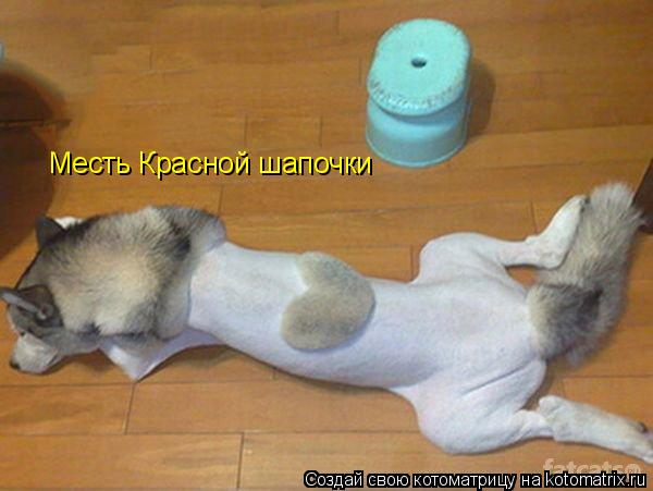 Котоматрица: Месть Красной шапочки