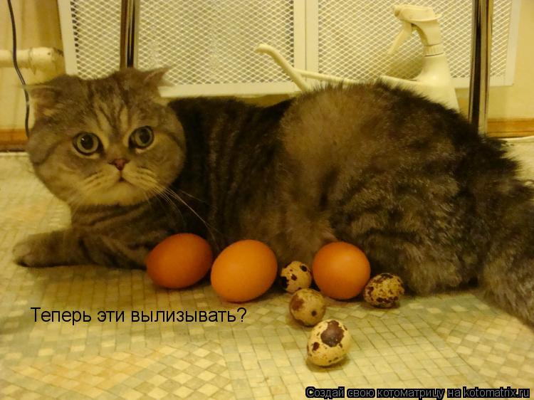 Теперь эти вылизывать?... Котоматрица: Теперь эти вылизывать?