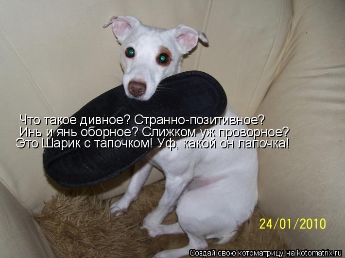 Что такое дивное? Странно-позитивное? Инь и янь оборное? Слижком уж проворное? Это Шарик с тапочком! ... Котоматрица: Что такое дивное? Странно-позитивное? Инь и янь оборное? Слижком уж проворное? Это Шарик с тапочком! Уф, какой он лапочка!