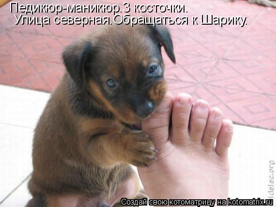 Педикюр-маникюр.3 косточки. Улица северная.Обращаться к Шарику.... Котоматрица: Педикюр-маникюр.3 косточки. Улица северная.Обращаться к Шарику.