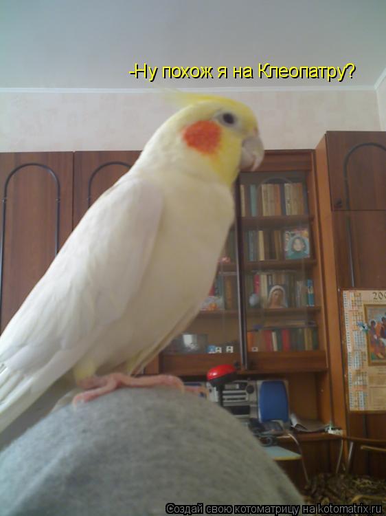 -Ну похож я на Клеопатру?... Котоматрица: -Ну похож я на Клеопатру?