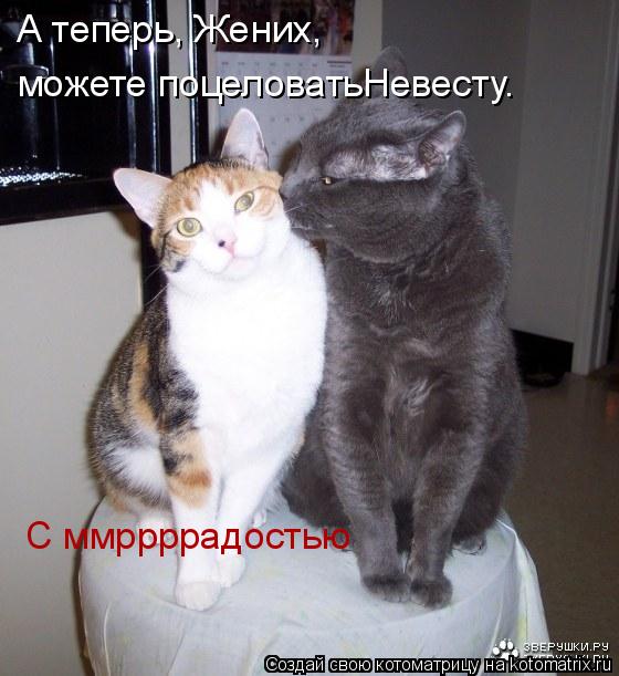 Котоматрица: А теперь, Жених, можете поцеловатьНевесту. С ммррррадостью