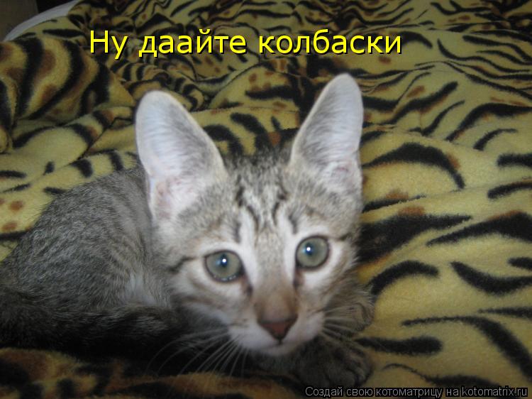 Котоматрица: Ну даайте колбаски