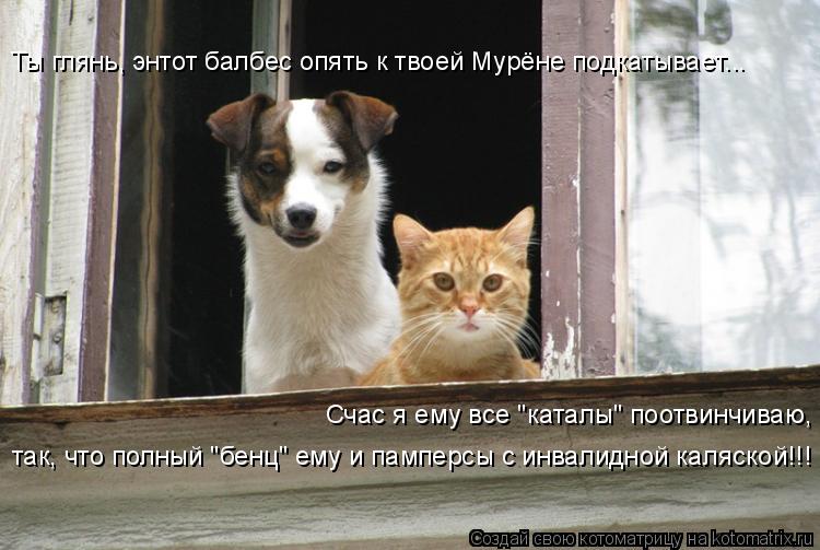 Котоматрица: Ты глянь, энтот балбес опять к твоей Мурёне подкатывает... Счас я ему все "каталы" поотвинчиваю, так, что полный "бенц" ему и памперсы с инвалид