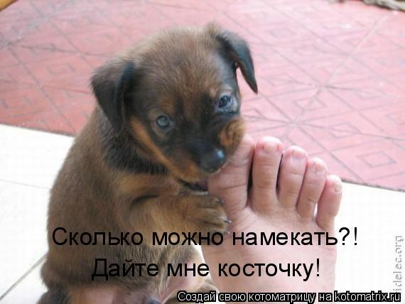 Сколько можно намекать?! Дайте мне косточку!... Котоматрица: Сколько можно намекать?! Дайте мне косточку!
