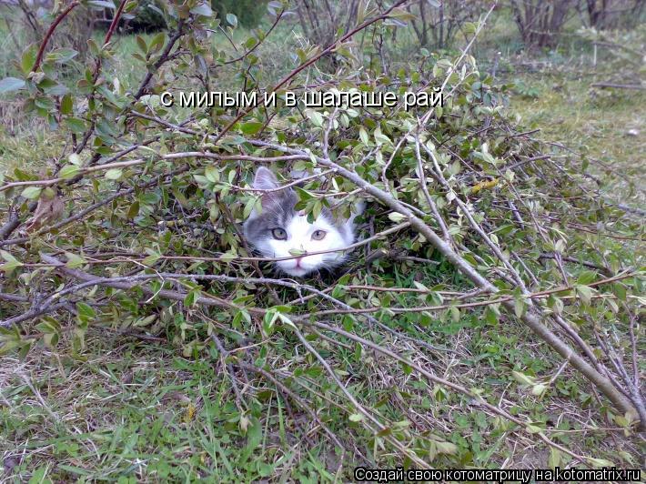 с милым и в шалаше рай... Котоматрица: с милым и в шалаше рай