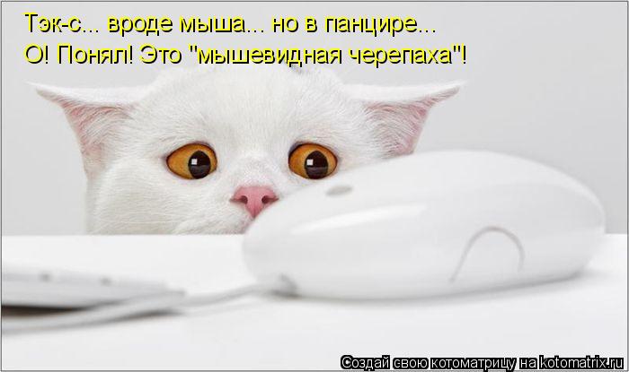 Тэк-с... вроде мыша... но в панцире... О! Понял! Это "мышевидная черепаха"!... Котоматрица: Тэк-с... вроде мыша... но в панцире... О! Понял! Это "мышевидная черепаха"!