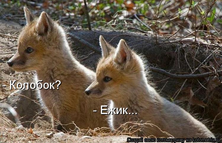 Котоматрица: - Колобок? - Ежик...