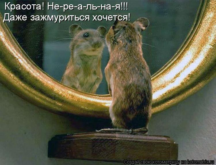 Котоматрица: Красота! Не-ре-а-ль-на-я!!! Даже зажмуриться хочется!