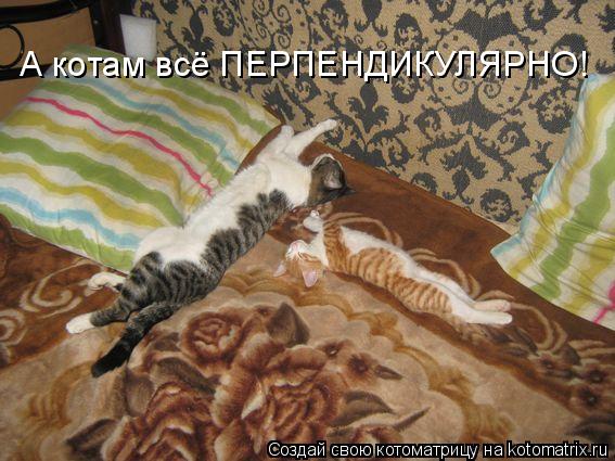 Котоматрица: А котам всё ПЕРПЕНДИКУЛЯРНО!