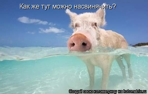Котоматрица: Как же тут можно насвинячить?
