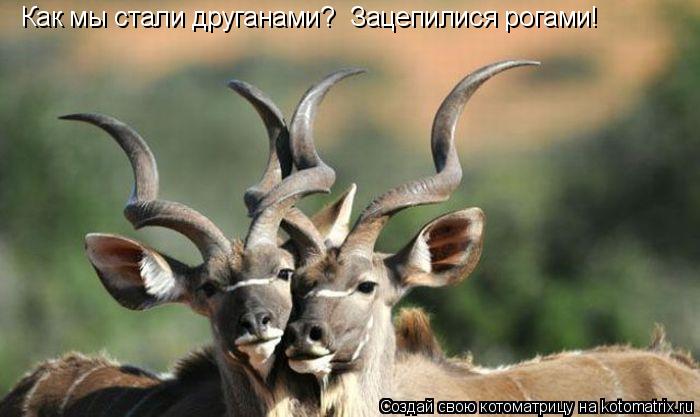 Котоматрица: Как мы стали друганами? Зацепилися рогами!