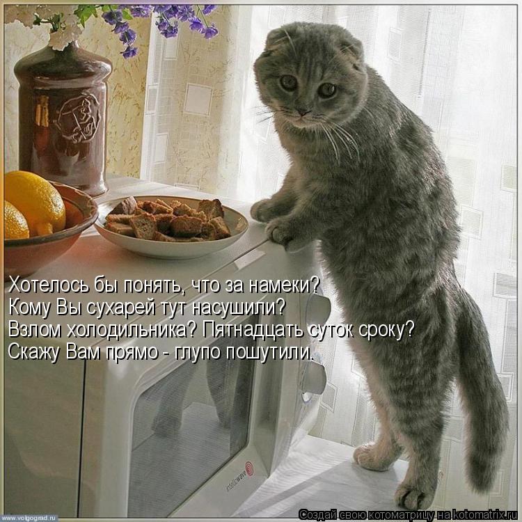 Котоматрица: Хотелось бы понять, что за намеки? Кому Вы сухарей тут насушили? Взлом холодильника? Пятнадцать суток сроку? Скажу Вам прямо - глупо пошутили