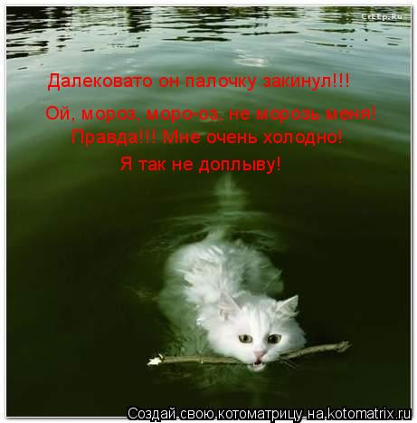 Котоматрица: Ой, мороз, моро-оз, не морозь меня! Правда!!! Мне очень холодно! Я так не доплыву! Далековато он палочку закинул!!!