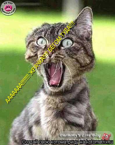 Котоматрица: ААААААА!!!!!!!! ЖРАЧКА!!!!! БЕГОМ ТУДА!!!!