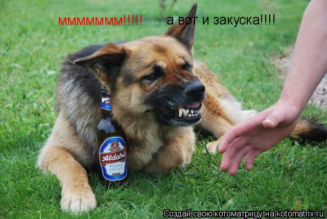а вот и закуска!!!! ммммммм!!!!!... Котоматрица: а вот и закуска!!!! ммммммм!!!!!