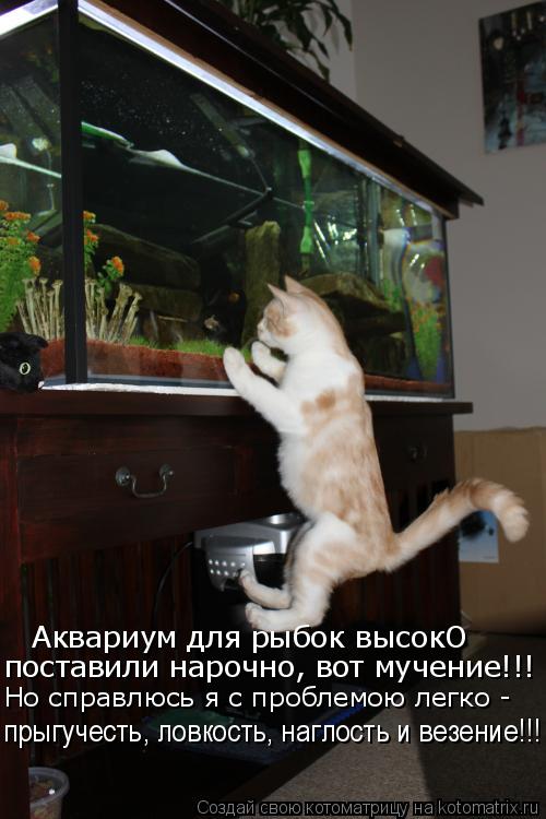 Аквариум для рыбок высокО поставили нарочно, вот мучение!!! Но справлюсь я с проблемою легко - прыгуч... Котоматрица: Аквариум для рыбок высокО поставили нарочно, вот мучение!!! Но справлюсь я с проблемою легко - прыгучесть, ловкость, наглость и везение!!!