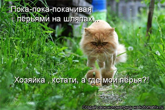 Котоматрица: Пока-пока-покачивая пёрьями на шляпах... Хозяйка , кстати, а где мои пёрья?!