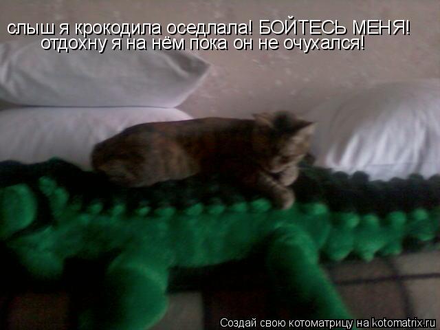 слыш я крокодила оседлала! БОЙТЕСЬ МЕНЯ! отдохну я на нём пока он не очухался!... Котоматрица: слыш я крокодила оседлала! БОЙТЕСЬ МЕНЯ! отдохну я на нём пока он не очухался!