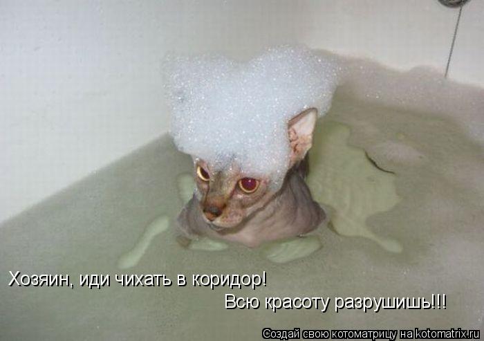 Хозяин, иди чихать в коридор! Всю красоту разрушишь!!!... Котоматрица: Хозяин, иди чихать в коридор! Всю красоту разрушишь!!!
