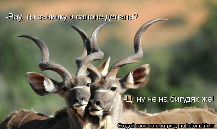 -Вау, ты завивку в салоне делала? -Ц, ну не на бигудях же!... Котоматрица: -Вау, ты завивку в салоне делала? -Ц, ну не на бигудях же!