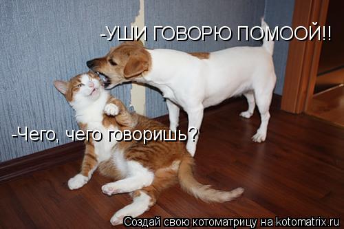 -Чего, чего говоришь? -УШИ ГОВОРЮ ПОМООЙ!!... Котоматрица: -Чего, чего говоришь? -УШИ ГОВОРЮ ПОМООЙ!!