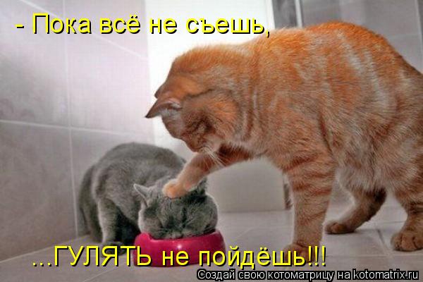 Котоматрица: - Пока всё не съешь, ...ГУЛЯТЬ не пойдёшь!!!